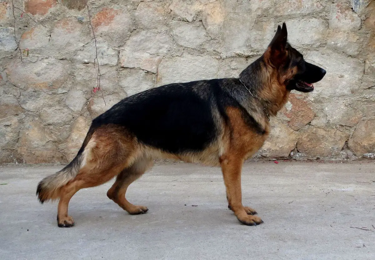 BELLA DEI PRECISION 2ND