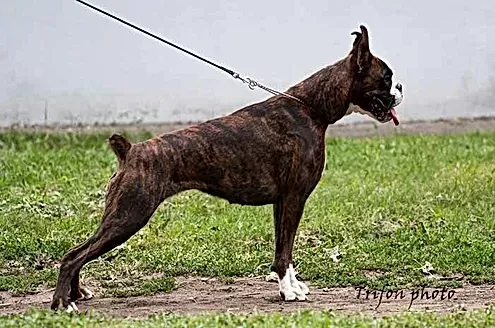 Almadinaks Demo-Versia