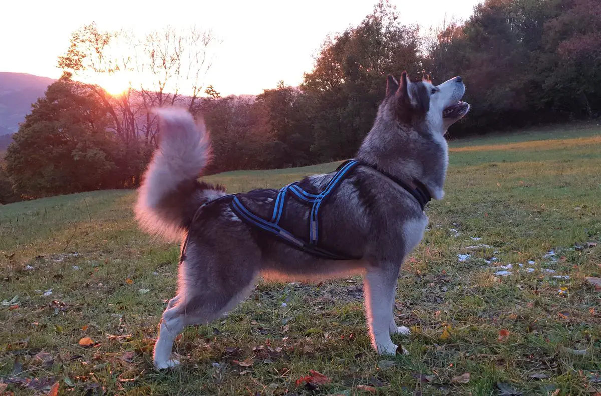 BISS, JBISS3, MCh, MCW, MJCh, JCW Mistic Valley Coco Chanel