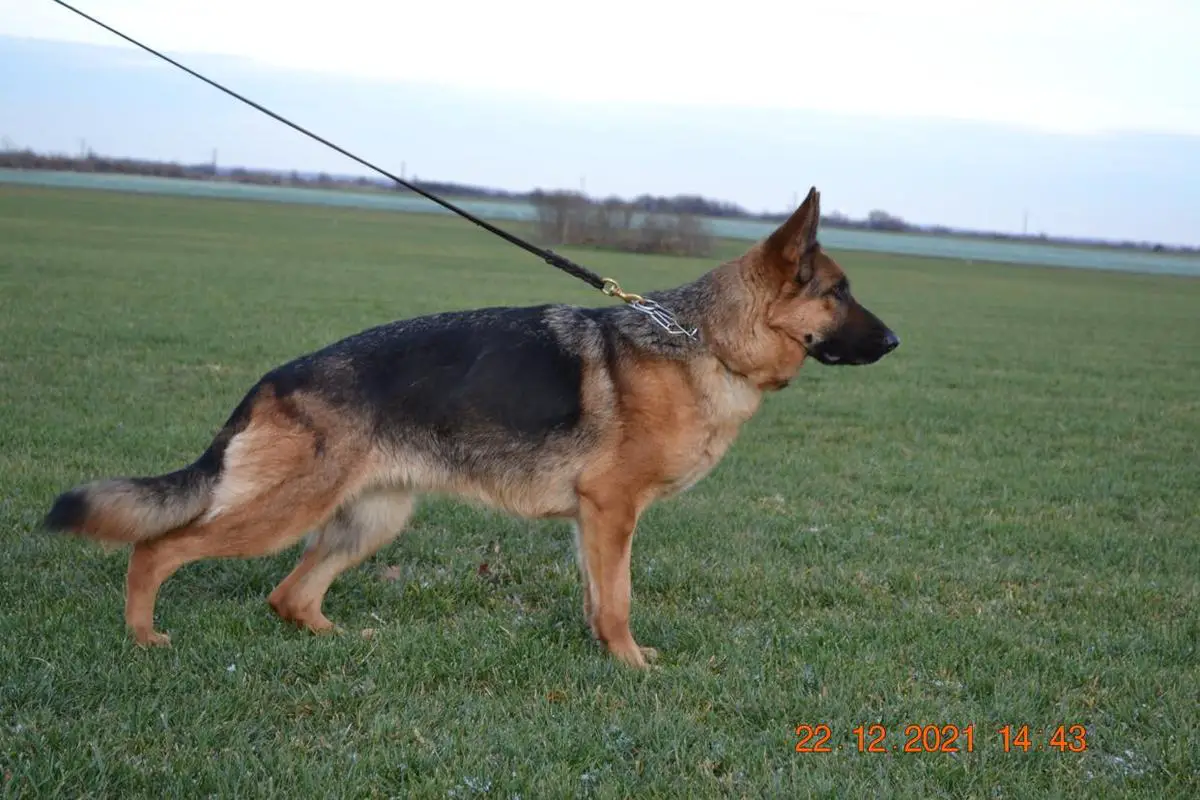 SG Nessi vom Osterberger Land