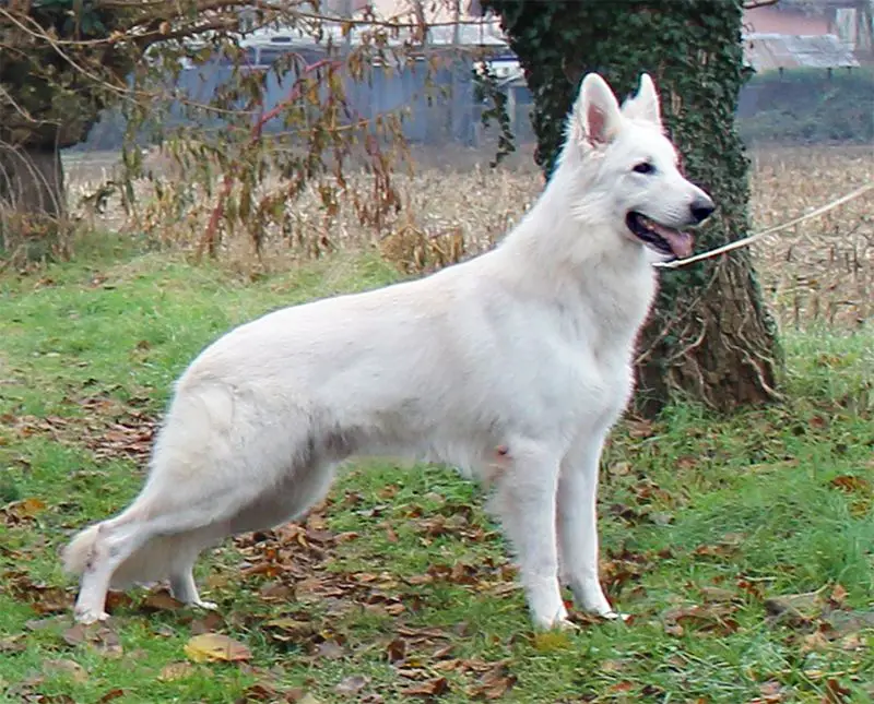 Viserion di Casa Praderio