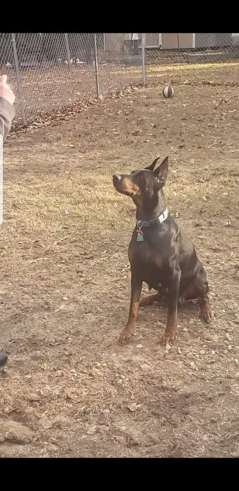 Smokey mountains diamond lokie