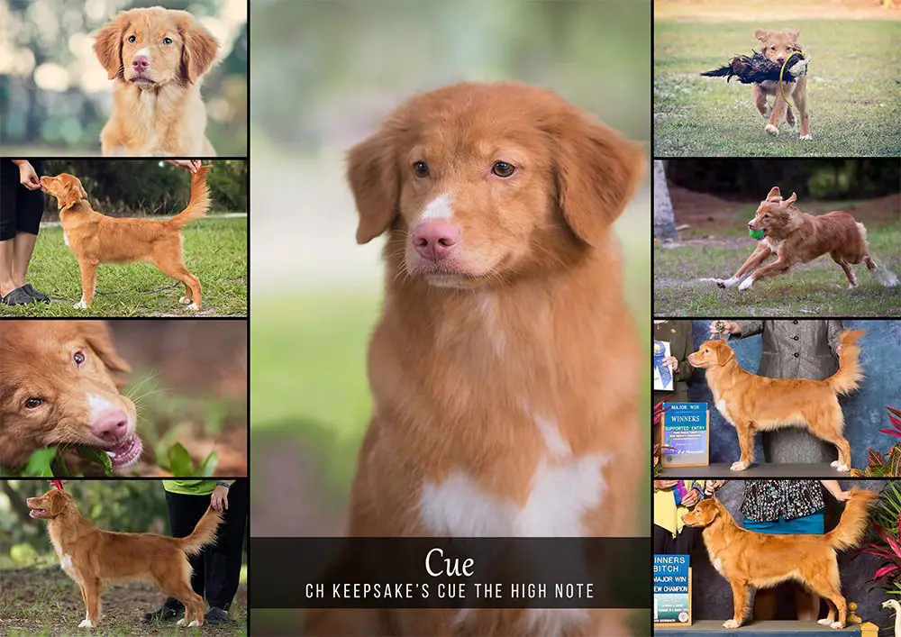AKC CH Keepsake's Cue the High Note