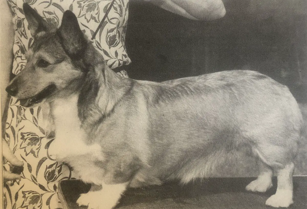 CH Cote de Neige Red Fancy