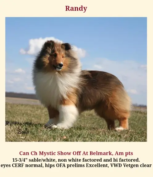 CH CAN MYSTIC'S SHOW OFF AT BELMARK