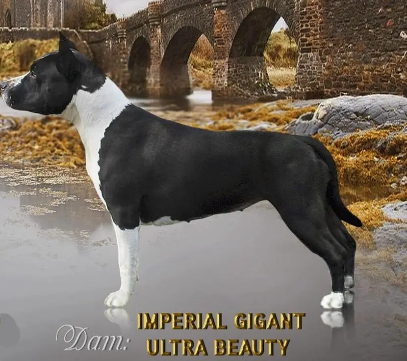 Imperial Gigant Ultra Beauty