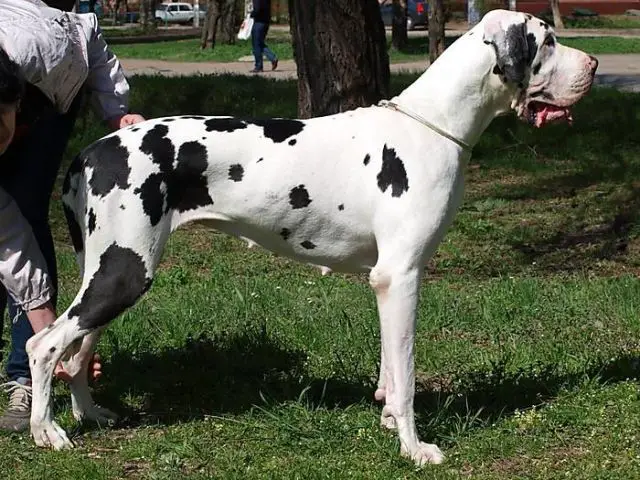 Extravaganza Valeri Iz Staira