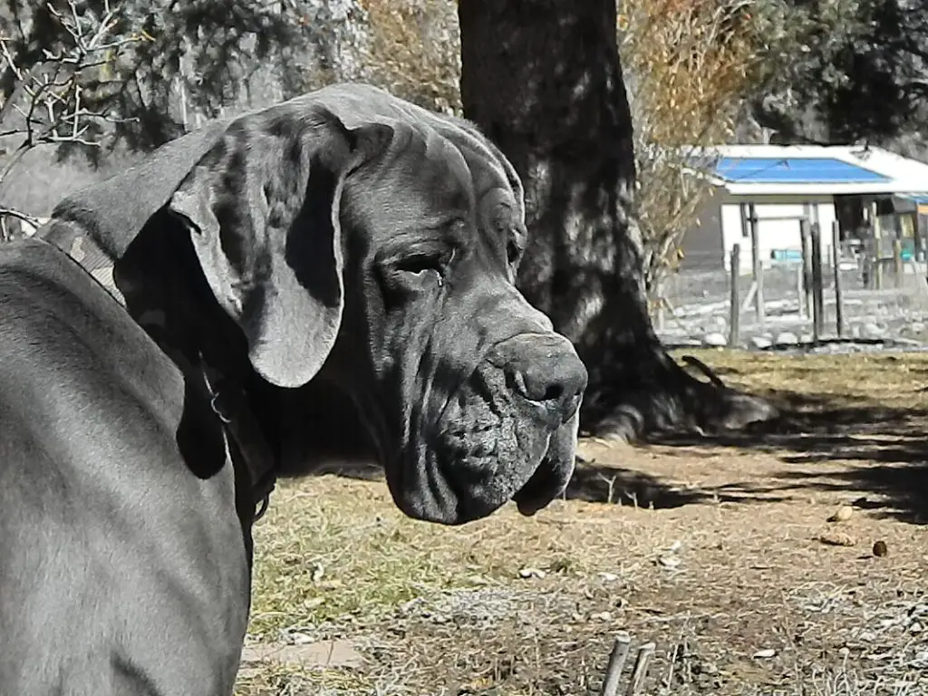 Gustaff Wish Comes True