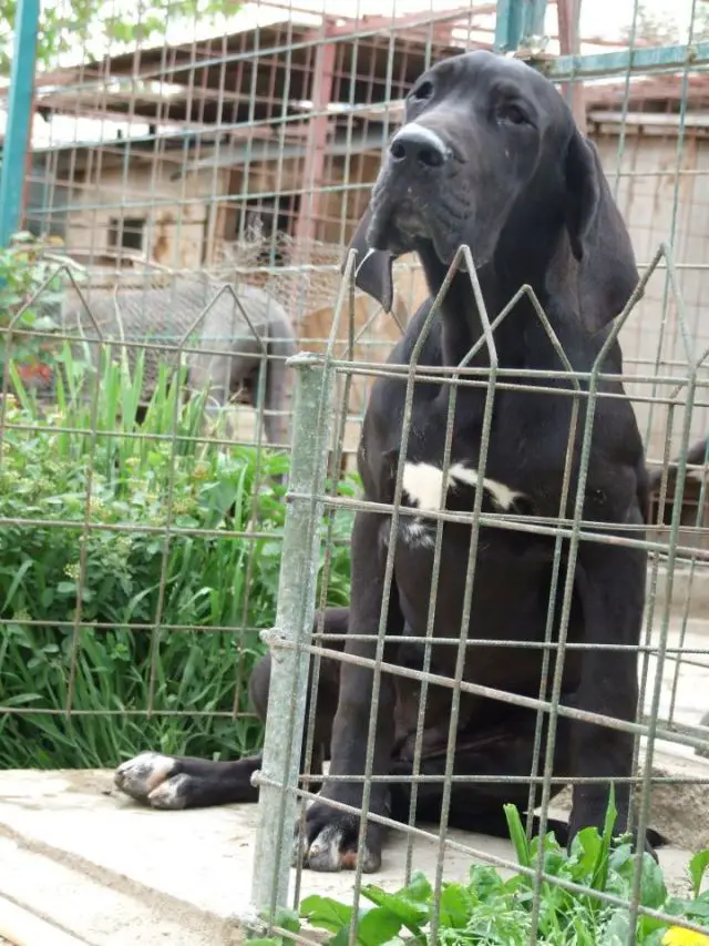 Denzel Black Blue Moon