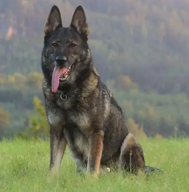 2x Czech Nationals, 2022 FCI World Cup Nany z Klidkova dvora