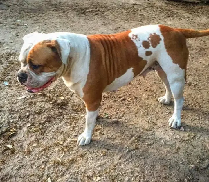 Bybee's Sookie of All-American Bulldogs