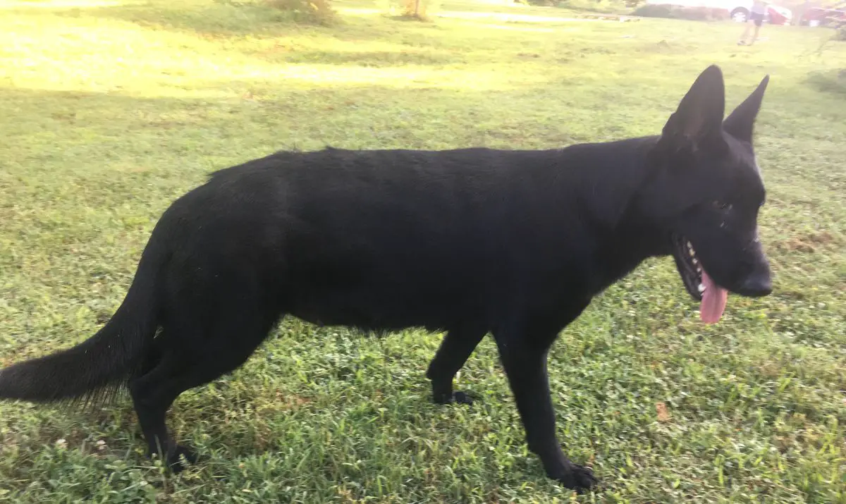 HSM Piper Seal Von Hagar