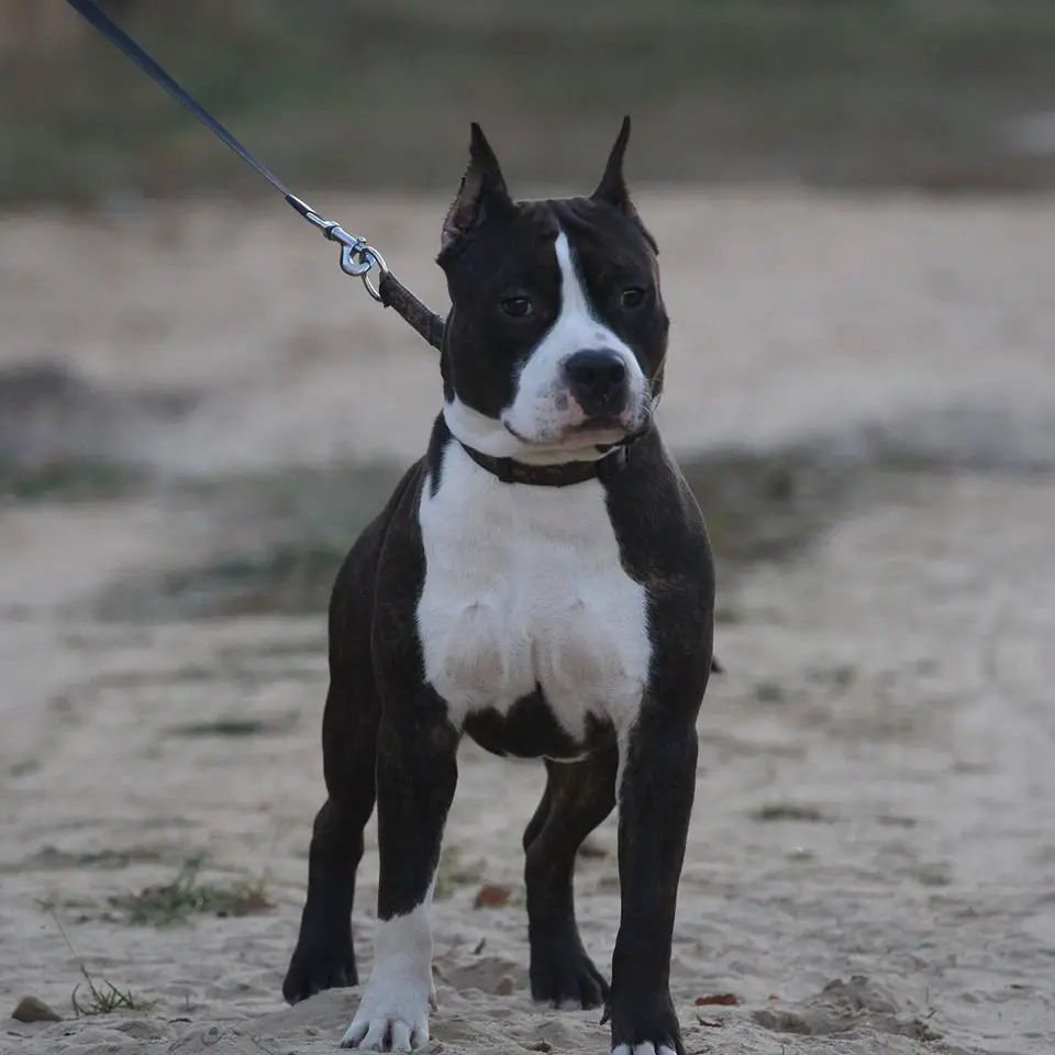 Boldbuster Martin Buxton