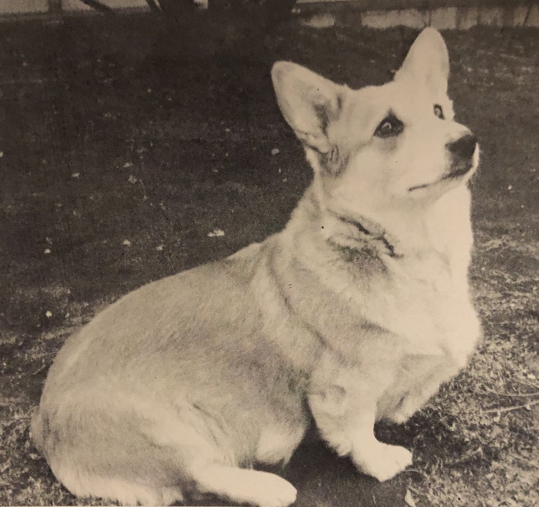 Fitzcap's Lily of Fox Covert