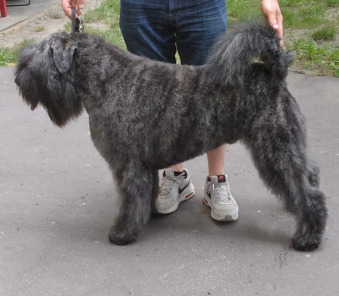 HJCH, HCH, SKCH, EUW Komandos-Elita Filos