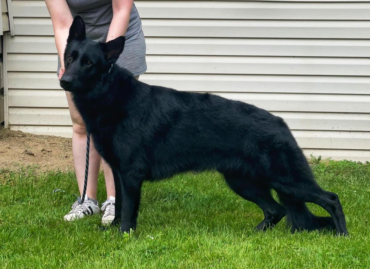 Alarte Ascendare v Seelenfeuer