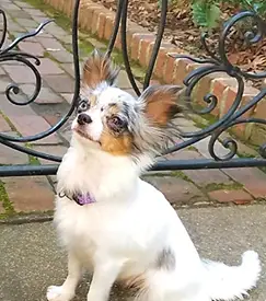 Grand Prix International Champion Kinsey's Love Lee Luna