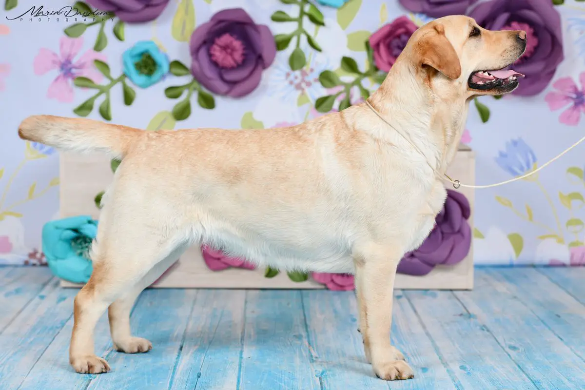 IRISLAV FORTUNE AT MILEND`S