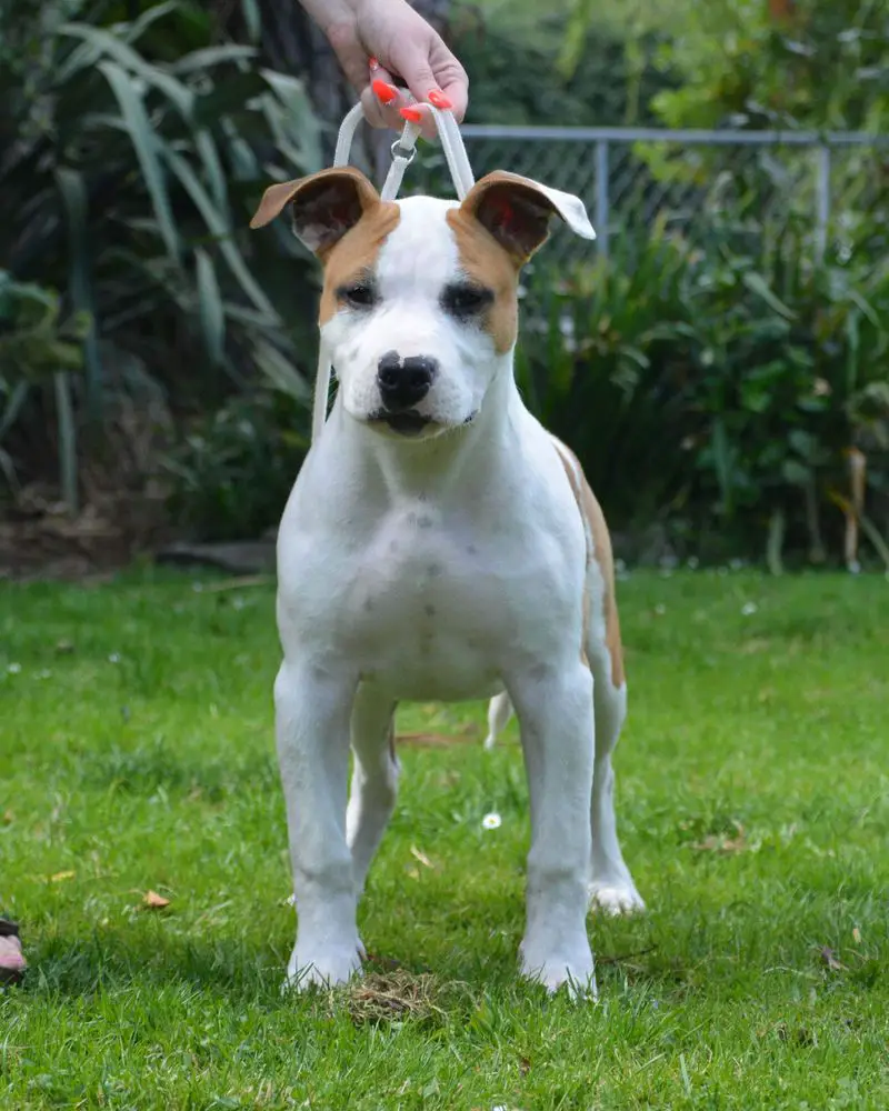 Zaliamstaff Who Ate Al T Pieds