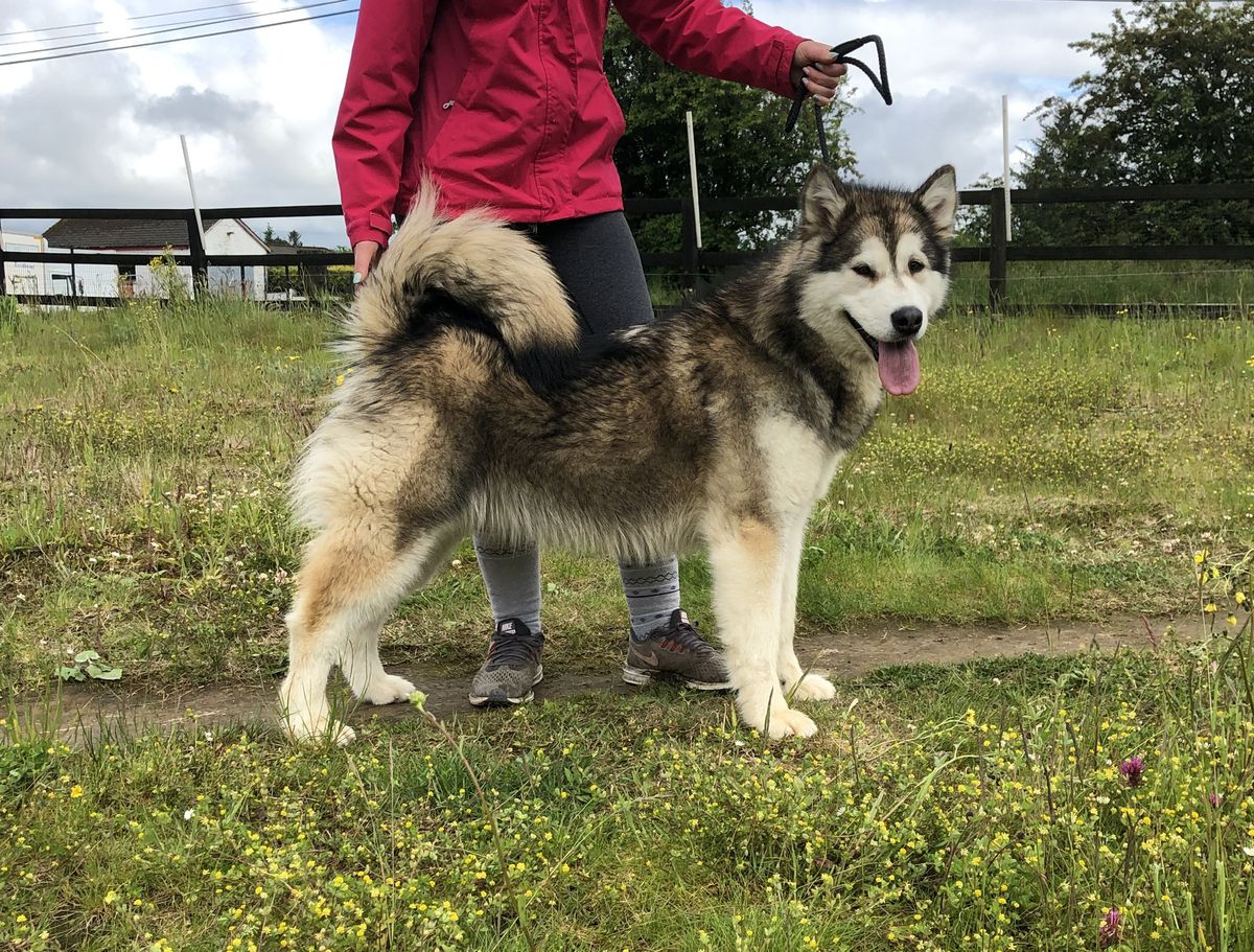 Multichampion, 3 CACIB HEBA Zhowerli