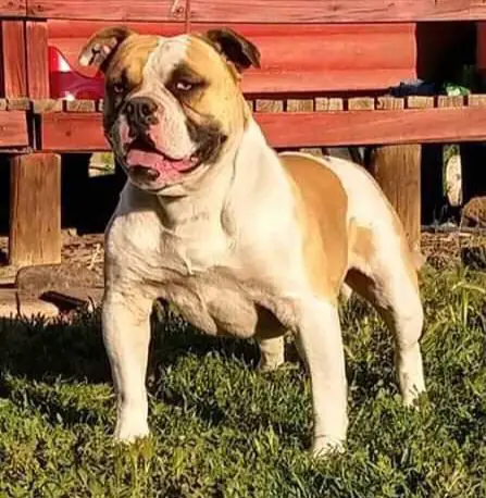 Torobully DERECK of CACIQUE BULLS