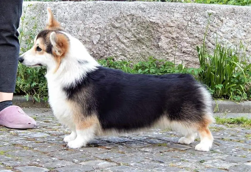 Dragonjoy Lady Diana