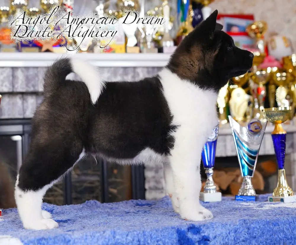 J.CH UA, J.GR CH UA ANGOL AMERICAN DREAM DANTE ALIGHIERI