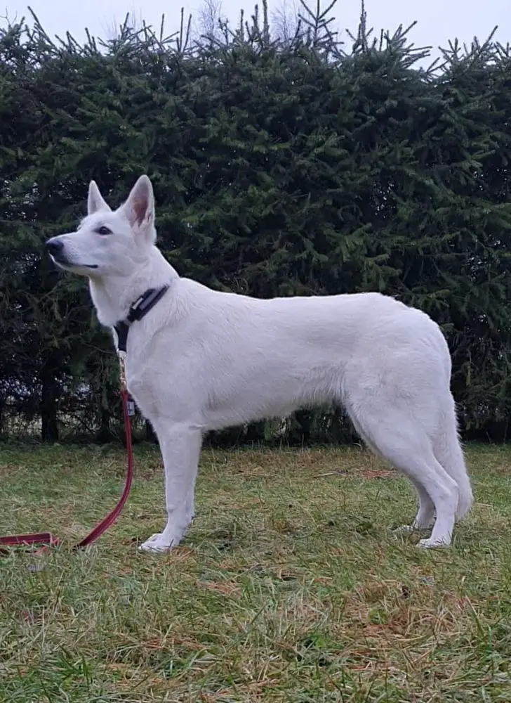 Erövrarens Go Lead the Riot