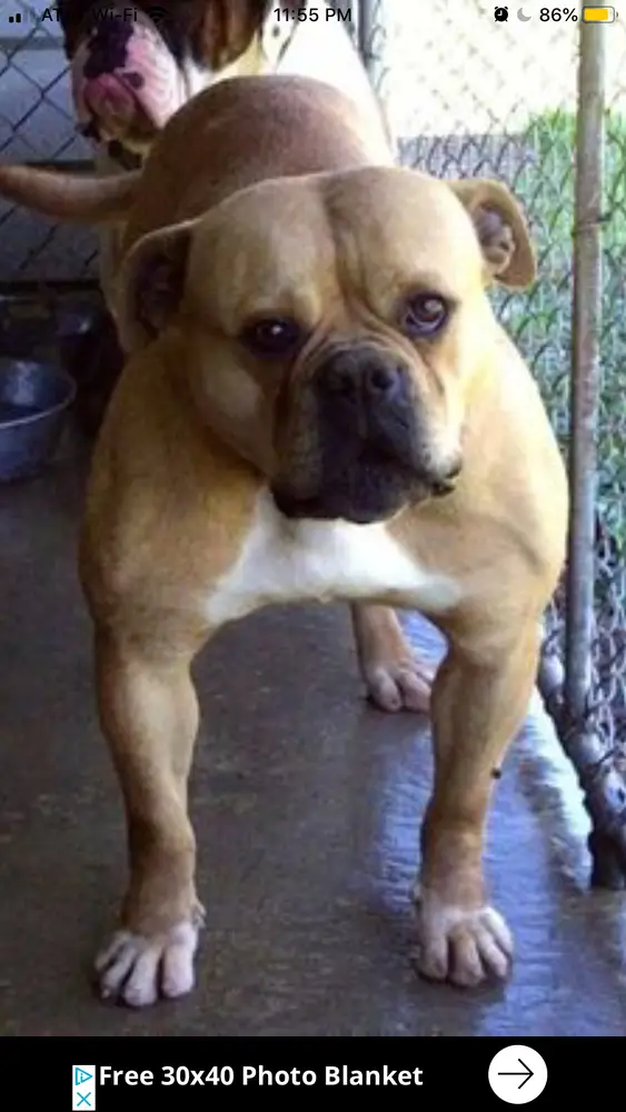 Red Stick’s Sweet Potato Pie