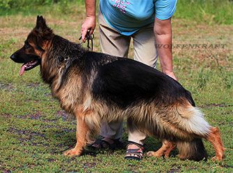 Wolfenkraft Shvetsiya