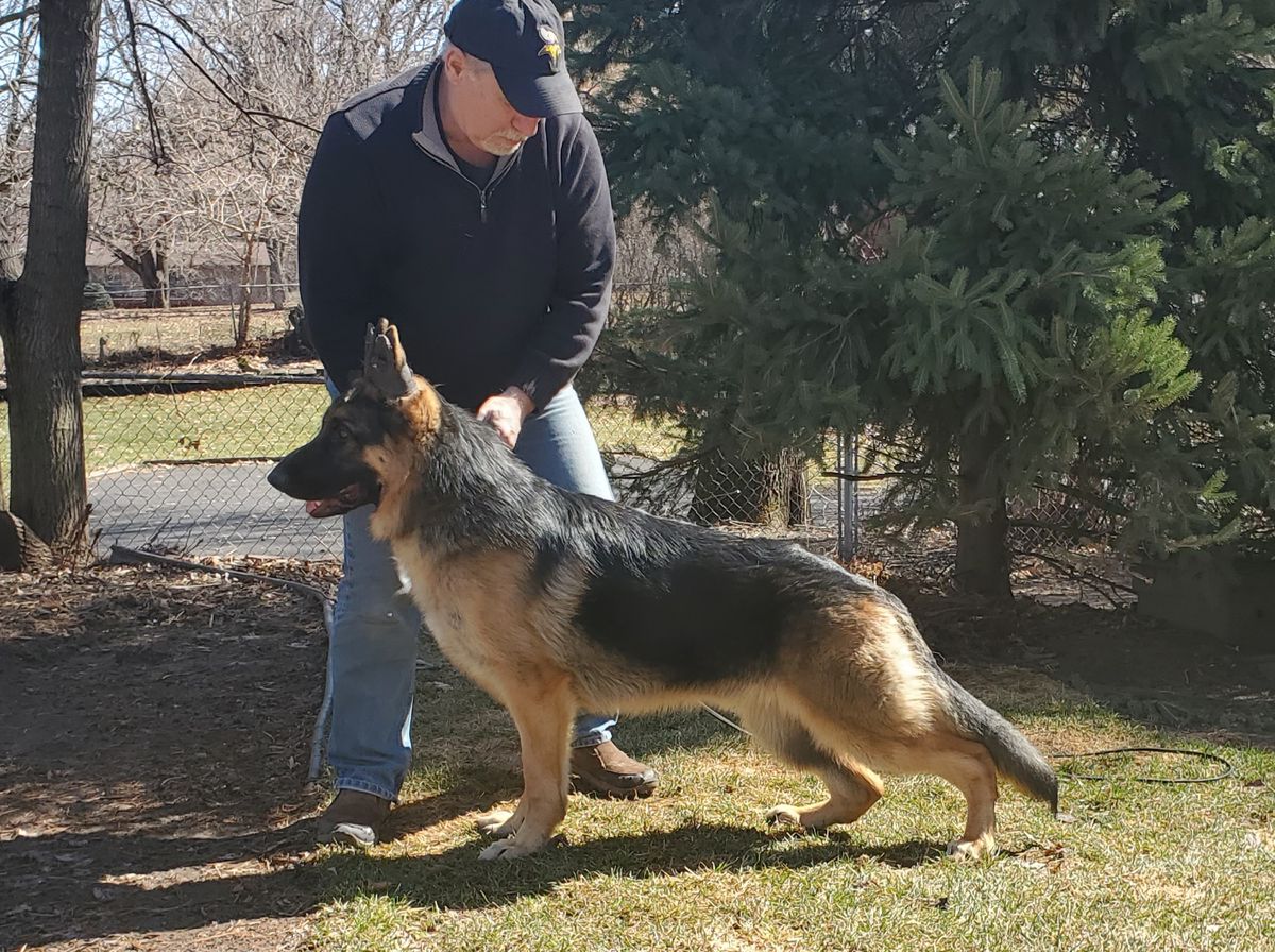 Lindenhill Briggs V Gracelyne