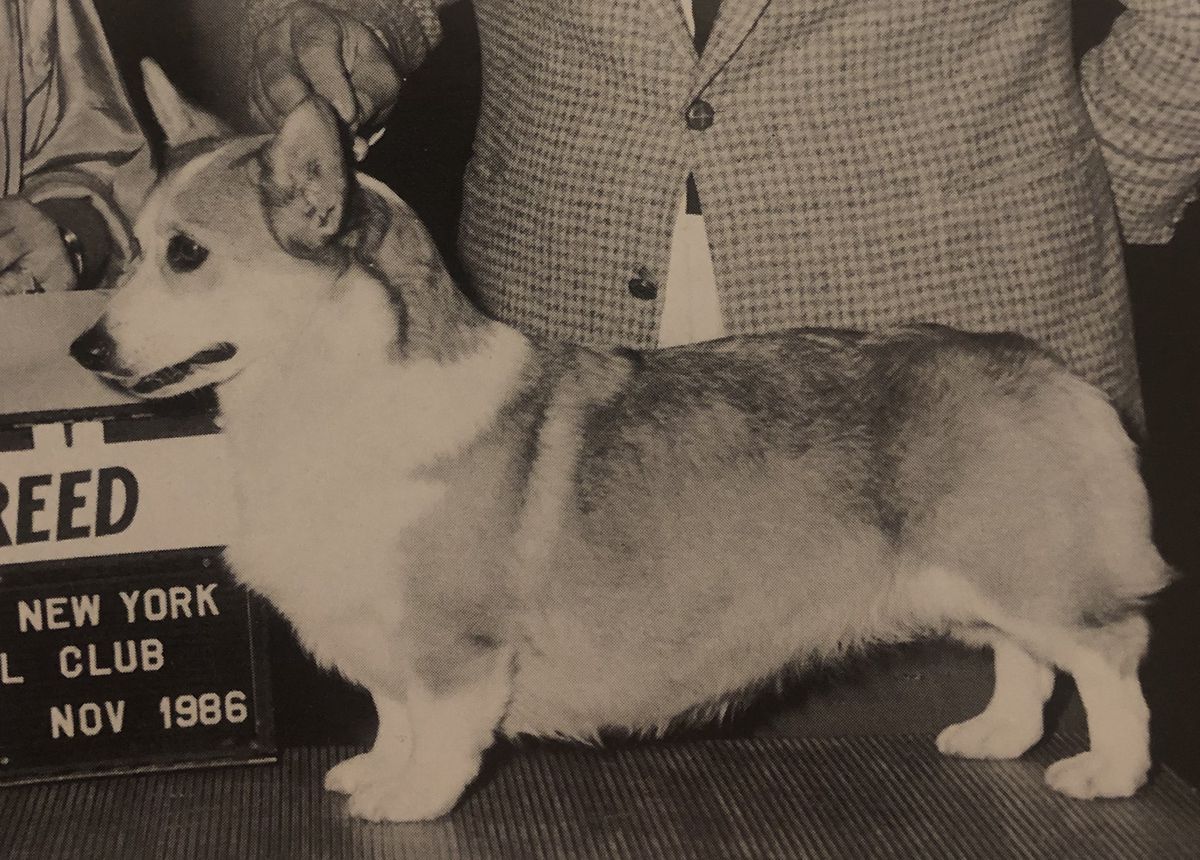 CH Penways Dewy Dazzler