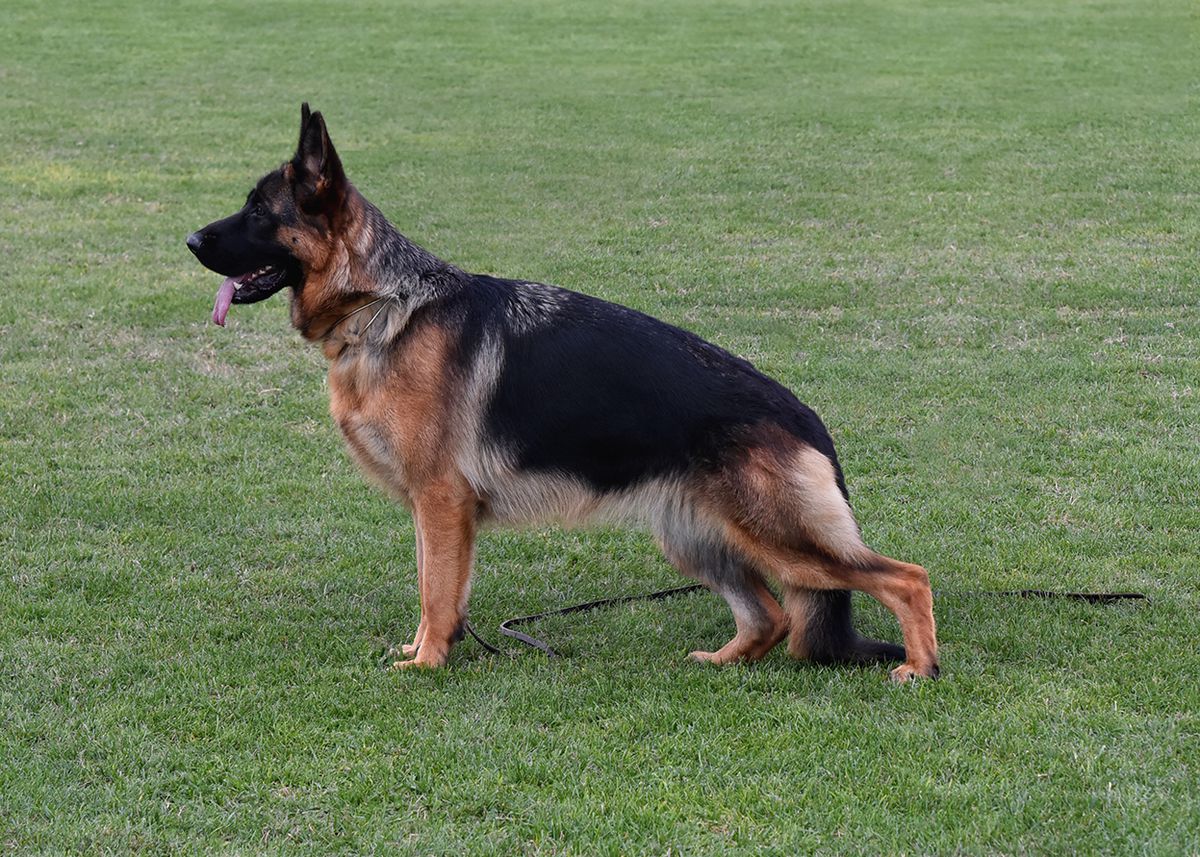 Dunja Starodjurdjevacka