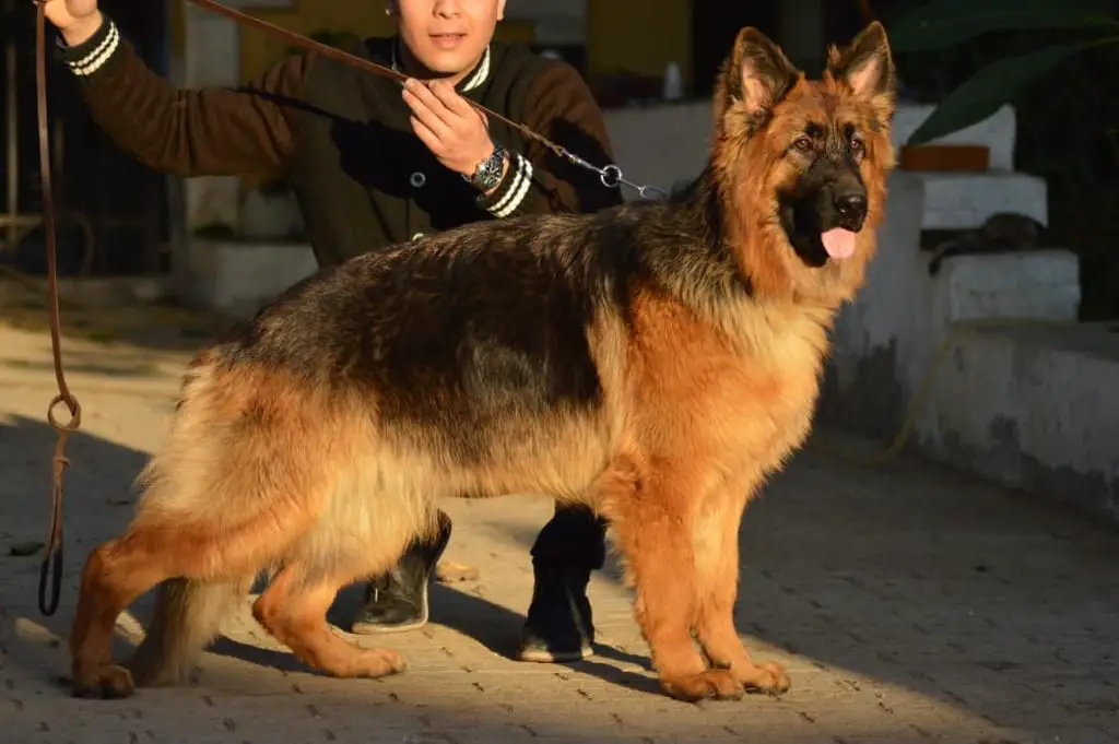 Questa vom Zein Kennel