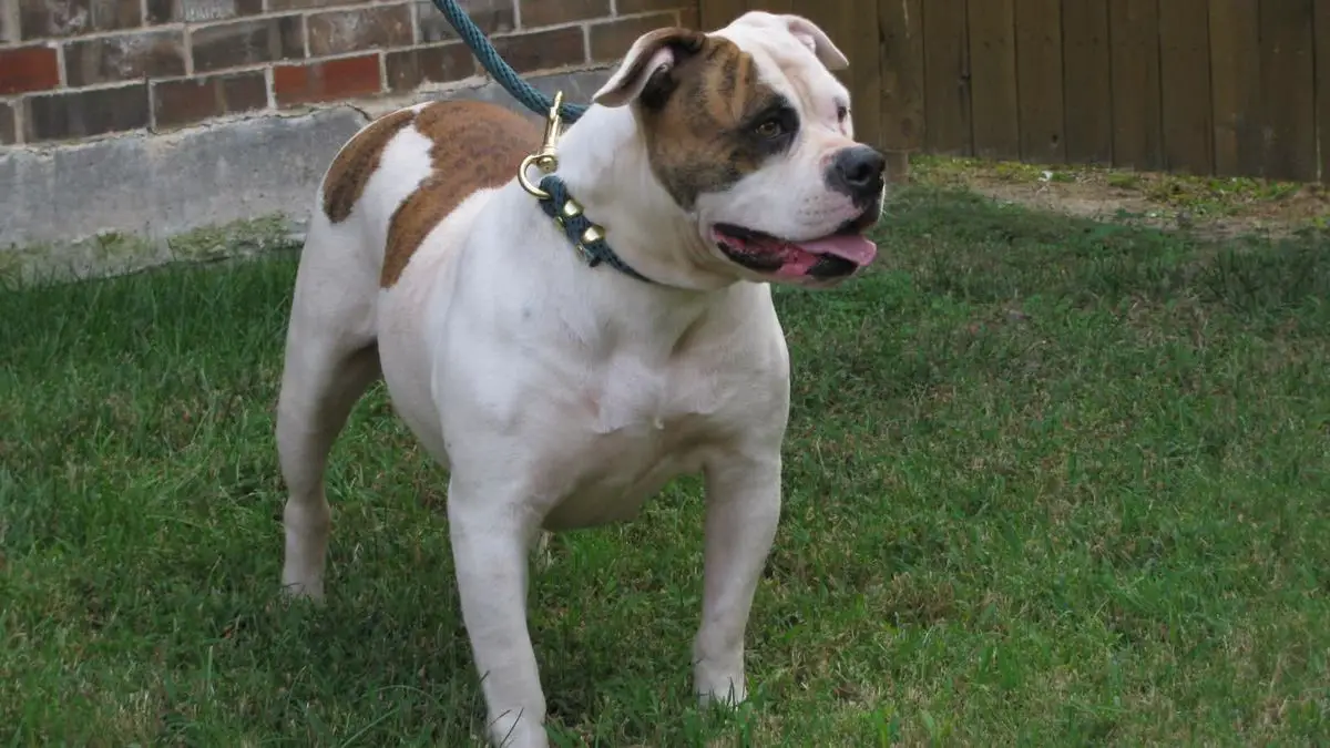 Buff Bullie's Princess Athena