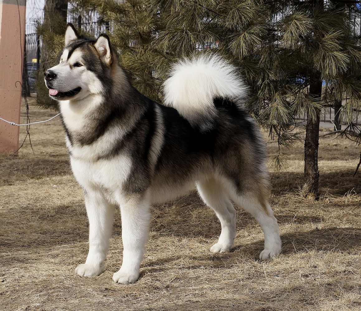 JCH RUS/ CH RUS/ Club Champion HЕAVENLY SPIRIT CHONULF