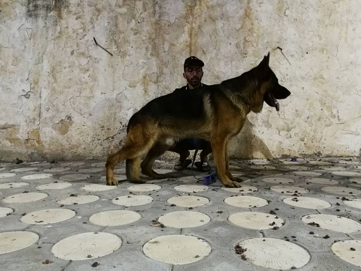 Jango l'île de Rachgoun Kennel