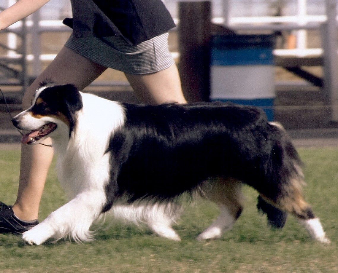 AKC/ASCA/Int’l Ch Windfalls Major Babe