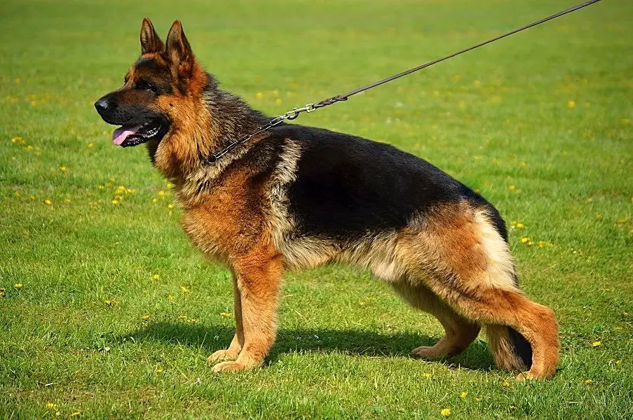 Percy Best of the Gods