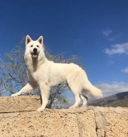 ATHOS OF WHITE FORCE