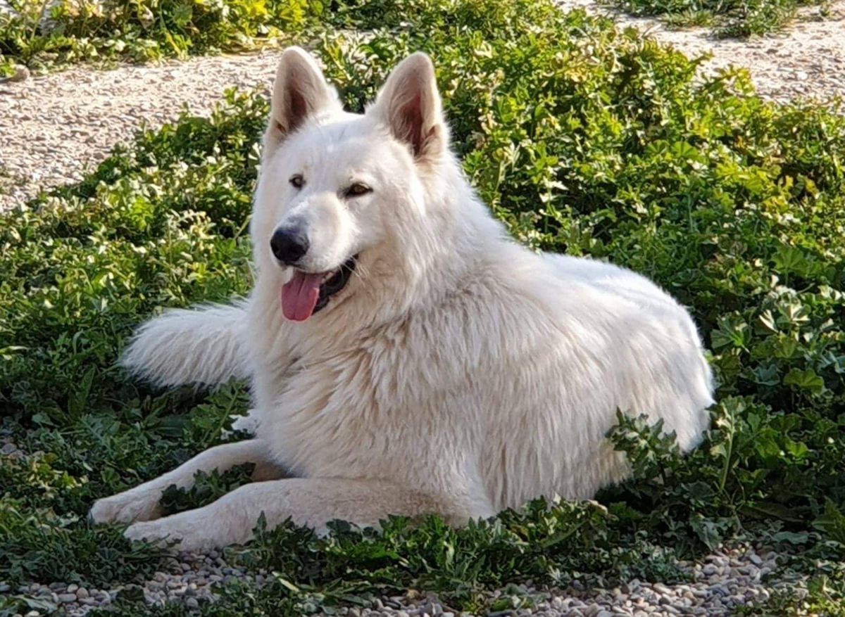Draco of The White company