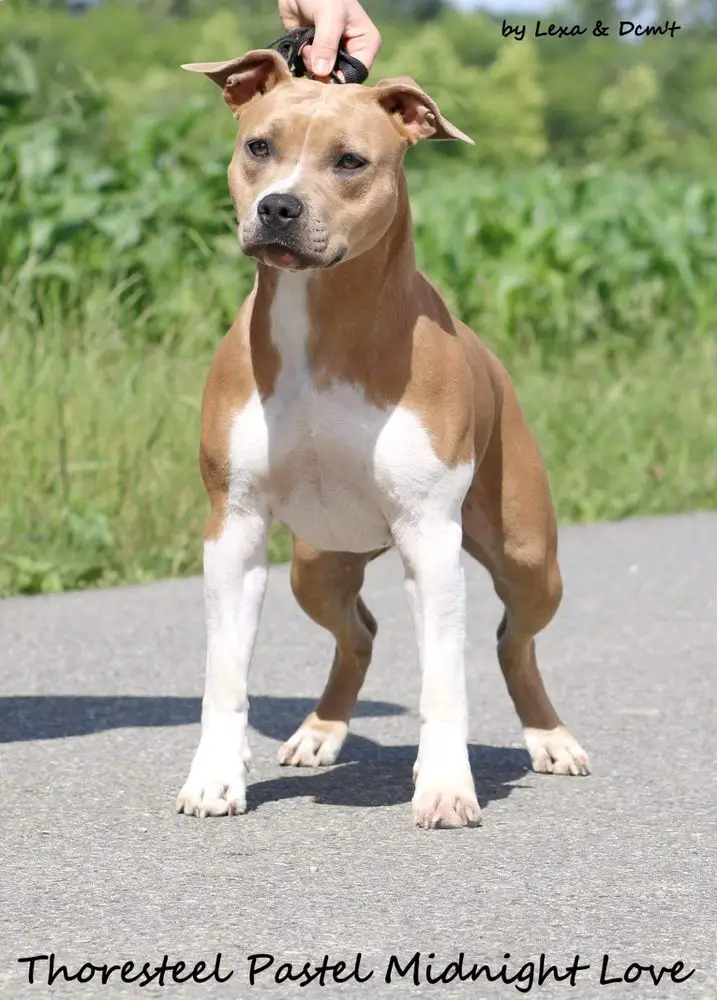 Thoresteel Pastel Midnight' Love