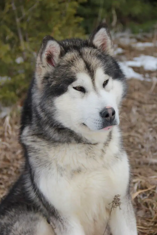 Bearhug's Mother Of All Dragons