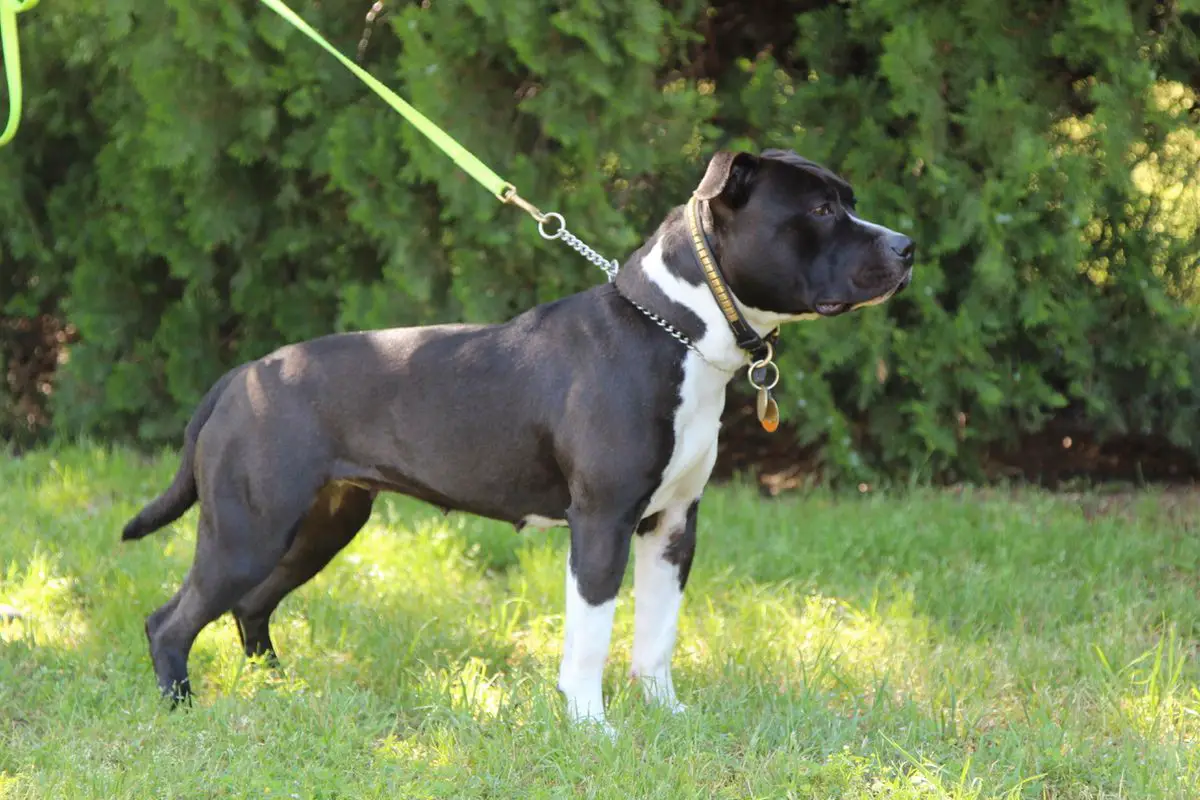 Hickory Hill's Tacoma Fire Cracker