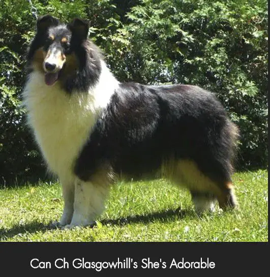 CAN CH Glasgowhill's She's Adorable