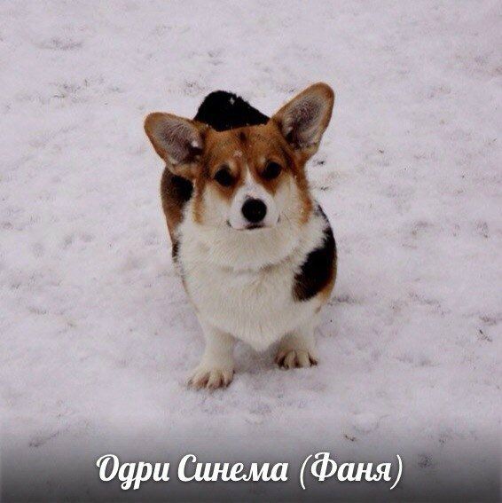 Malakhit Nadezhdy Odri Sinema