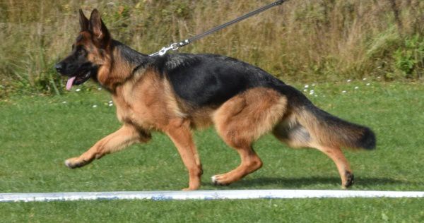 Bella Mia Scania Hof