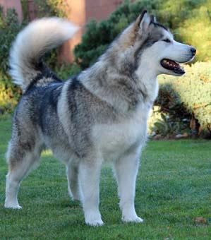 MULTI CH .GCH SK. Moonlight Shadow Stormyth