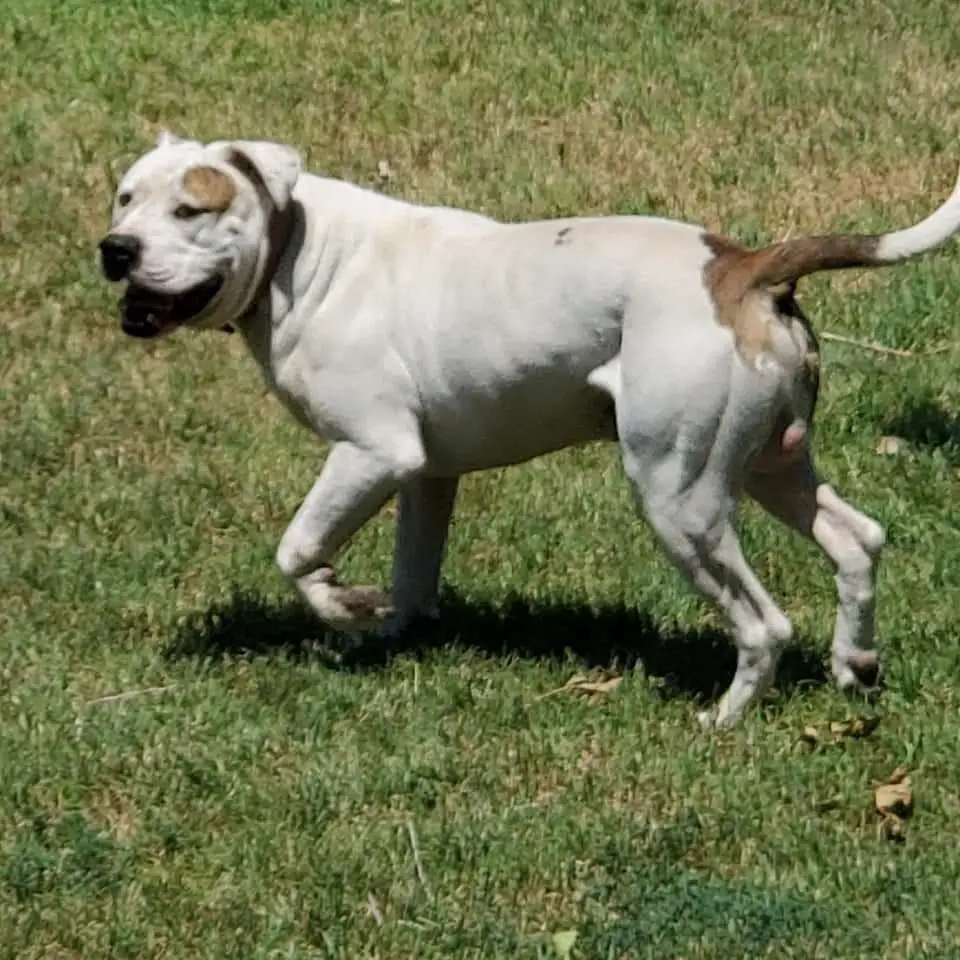 Cowan's Lone survivor at OFB kennels