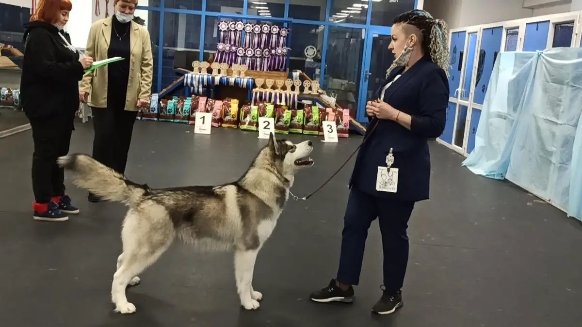 Frederika iz Imperii Tamriel